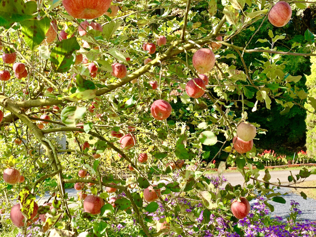 りんご園の秋